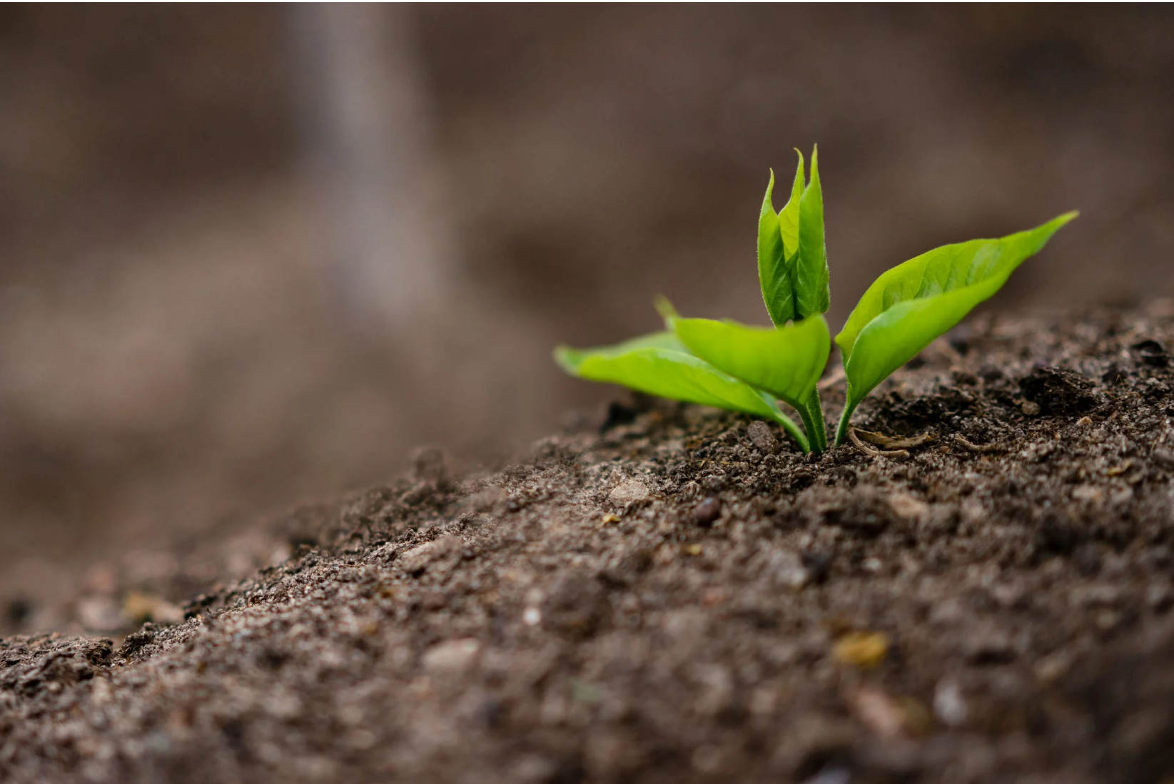 The Grounding Guide: Reconnecting with the Earth's Energy