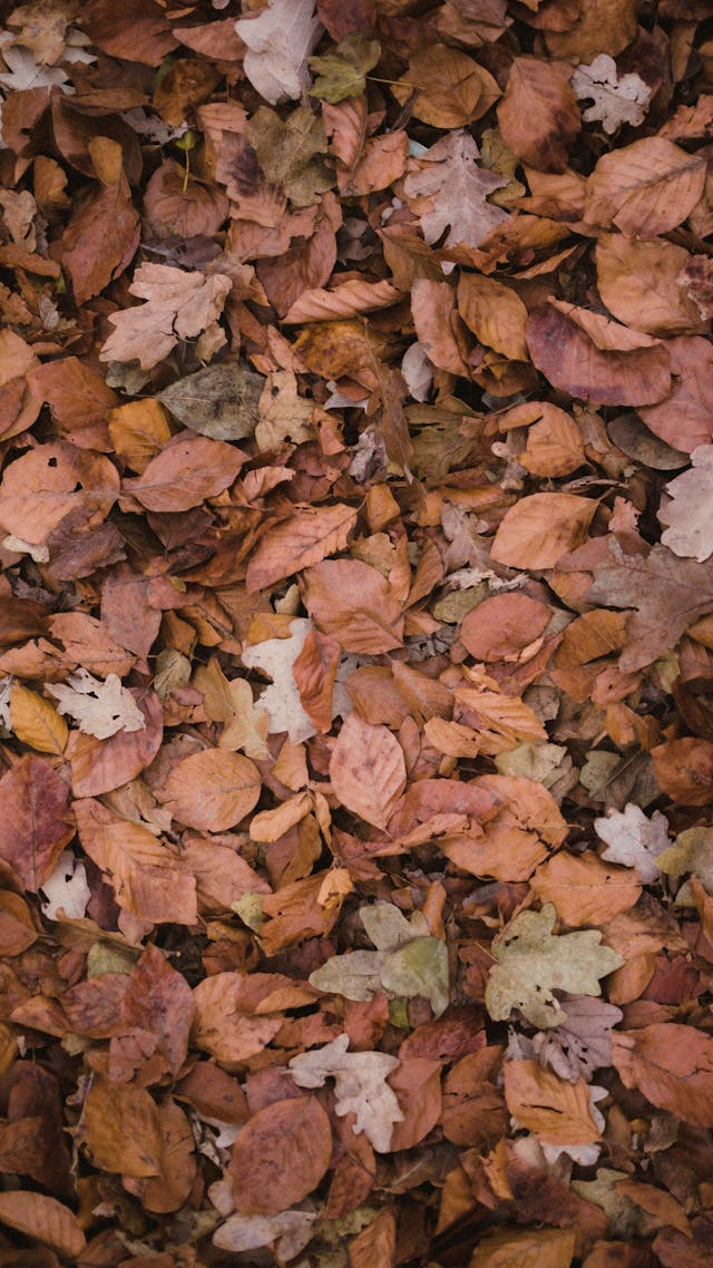 Earthbound vs Earthing.com: Materials, Warranty &amp; Pricing Compared