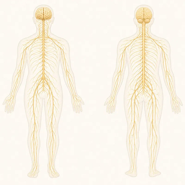 Nervous system — grounding may help calm the parasympathetic nervous system