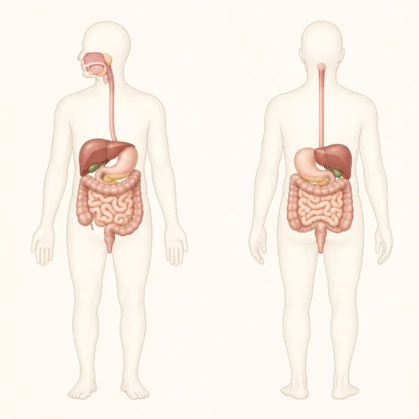 Digestive system — grounding may support overnight repair and recovery